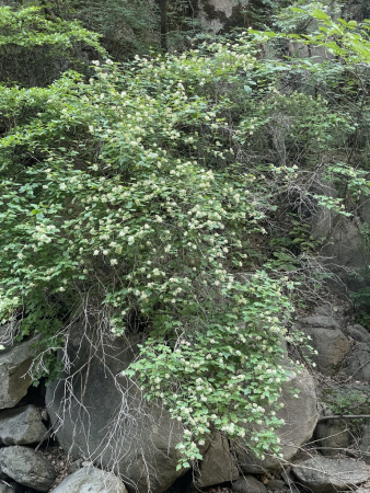 Пузыреплодник амурский (лат. Physocarpus amurensis), семена