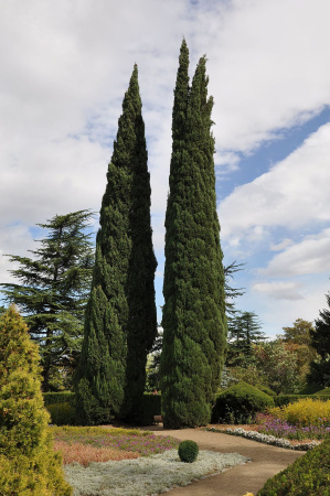 Кипарис вечнозелёный пирамидальный (лат. Cupressus sempervirens 'Pyramidalis'), семена