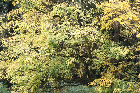 Клен четырехмерный (лат. Acer argutum), семена
