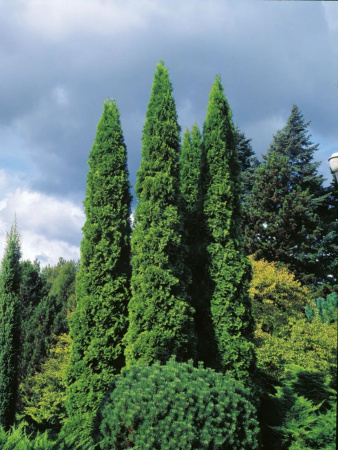 Туя западная Колумна (Thuja occidentalis 'Columna'), семена