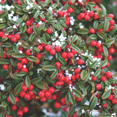 Кизильник иволистный (лат. Cotoneaster salicifolius), семена