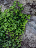 Плющ обыкновенный (лат. Hedera helix), семена
