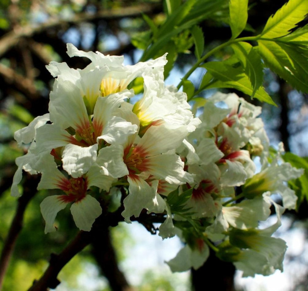 Чекалкин орех, или Ксантоцерас рябинолистный (лат. Xanthoceras sorbifolium) 10 шт, семена