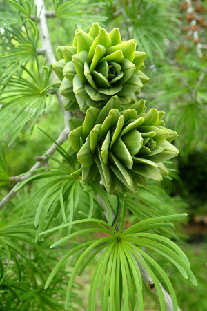 Лжелиственница Кемпфера (Pseudolarix amabilis), семена