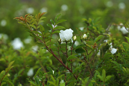 Роза Максимовича (Rosa maximowicziana), семена 