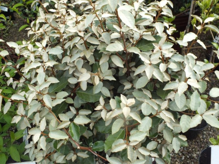 Лох Эббинге (лат. Elaeagnus × ebbingei), семена