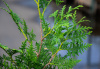 Туя западная Брабант (лат. Thuja occidentalis 'Brabant'), семена
