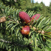 Ель тянь-шаньская, или Ель тяньшанская (лат. Picea schrenkiana subsp. tianschanica), семена