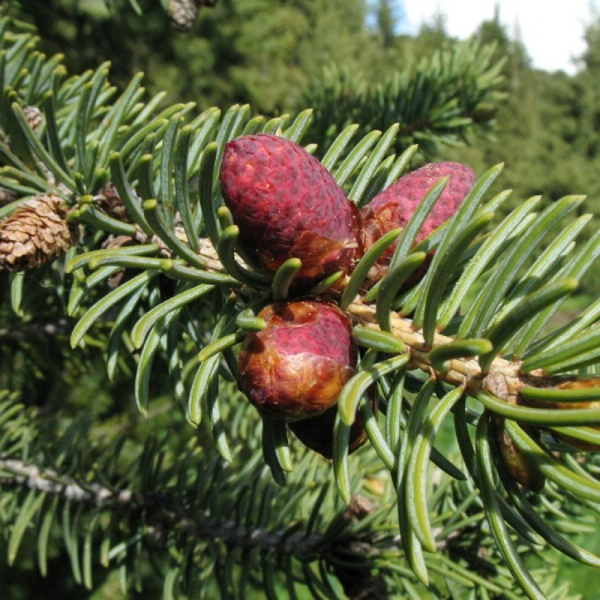 Ель тянь-шаньская, или Ель тяньшанская (лат. Picea schrenkiana subsp. tianschanica), семена