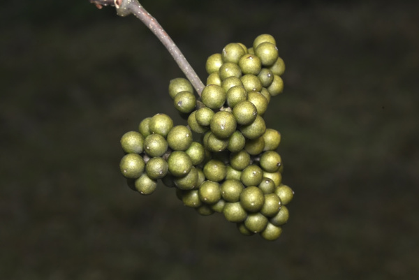 Бархат китайский (лат. Phellodendron chinense), семена