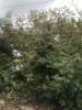 Хурма восточная, или японская (лат. Diospyros kaki), семена 