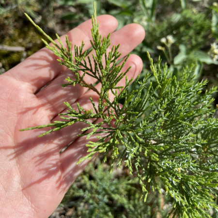 Можжевельник казацкий (лат. Juniperus sabina) шишкоягоды, семена
