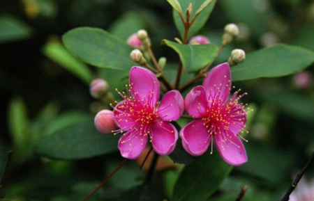 Родомирт войлочный (лат. Rhodomyrtus tomentosa), семена