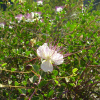 Каперсы колючие (лат. Capparis spinosa), семена 