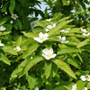 Мушмула германская (лат. Mespilus germanica), семена
