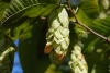 Граб сердцелистный (лат. Carpinus cordata), семена