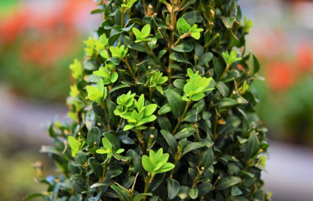 Самшит вечнозеленый (лат. Buxus sempervirens), саженец, 1 шт
