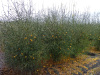 Понцирус Трифолиата, или Колючий лимон (лат. Poncirus trifoliata), семена