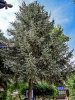 Ель Мейера (лат. Picea meyeri), семена