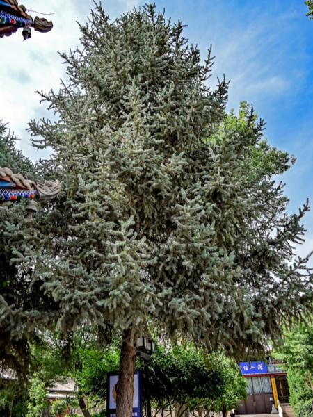 Ель Мейера (лат. Picea meyeri), семена