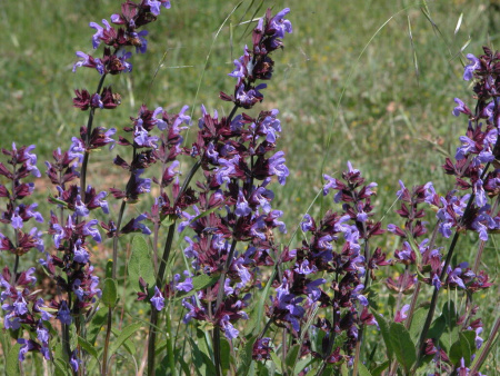 Шалфей лекарственный (лат. Salvia officinalis), 100 шт