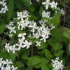 Клематис маньчжурский (лат. Clematis mandschurica), семена