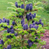 Пихта корейская (лат. Abies Koreana), семена 0,2 грамма