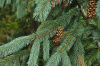 Ель Энгельмана (лат. Picea engelmannii), семена