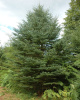 Ель канадская сизая (лат. Picea canadensis), семена 0,2 грамма