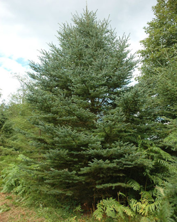 Ель канадская сизая (лат. Picea canadensis), семена 0,2 грамма