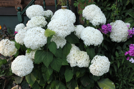 Гортензия древовидная Аннабель (лат. Hydrangea arborescens 'Annabelle')