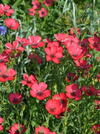 Лен крупноцветковый красный (лат. Linum grandiflorum), семена 100 шт