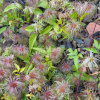 Клематис пильчатолистный (лат. Clematis serratifolia), семена
