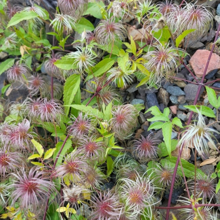 Клематис пильчатолистный (лат. Clematis serratifolia), семена