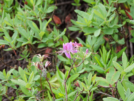 Рододендрон канадский фиолетовый (лат. Rhododendron canadense) 0,02 грамма, семена