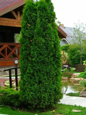 Туя западная Колумна (Thuja occidentalis 'Columna'), семена