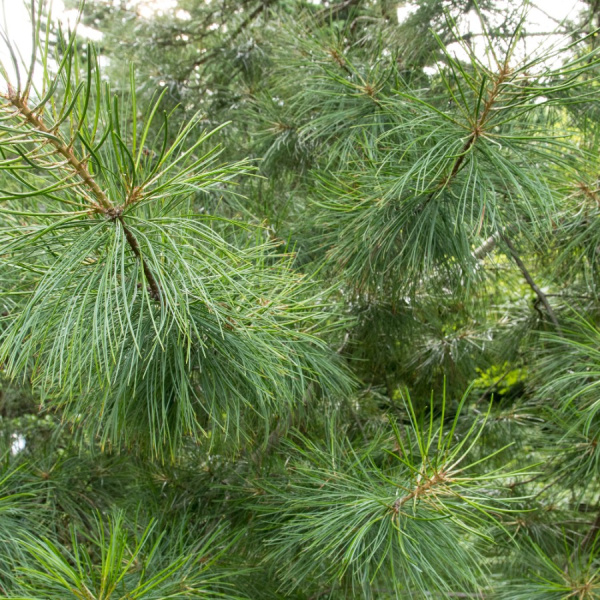 Сосна юннаньская (лат. Pinus yunnanensis), семена