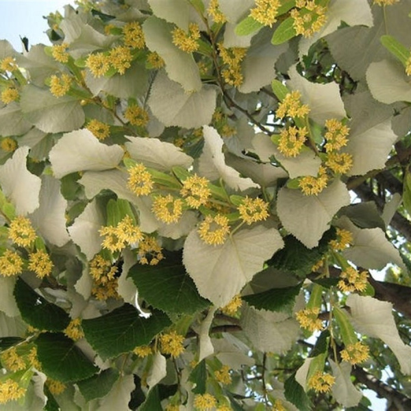 Липа войлочная (лат. Tilia tomentosa), семена