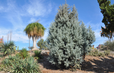 Кипарис аризонский (лат. Cupressus arizonica), семена