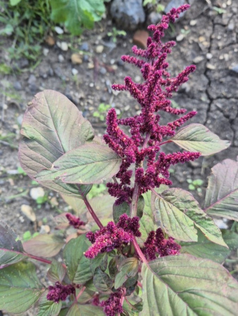 Амарант красный (лат. Amaranthus cruentus), 700 шт