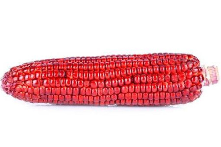 Кукуруза красная сладкая  (лат. Zea mays saccharata), 10 штук семена 