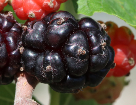 Шелковица черная (лат. Morus nigra), семена