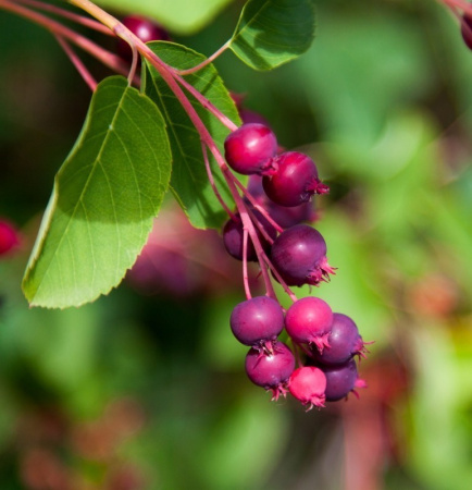 Ирга канадская (лат. Amelanchier canadensis), семена