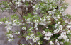 Чекалкин орех, или Ксантоцерас рябинолистный (лат. Xanthoceras sorbifolium), саженец, 1 шт 