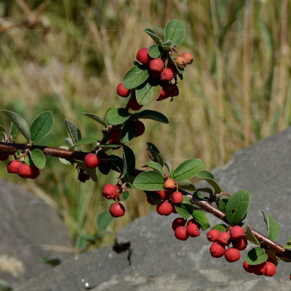 Кизильник войлочный (лат. Cotoneaster tomentosus), семена