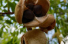 Чекалкин орех, или Ксантоцерас рябинолистный (лат. Xanthoceras sorbifolium), саженец, 1 шт 