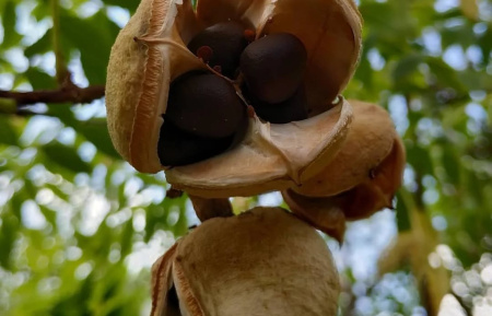 Чекалкин орех, или Ксантоцерас рябинолистный (лат. Xanthoceras sorbifolium), саженец, 1 шт 