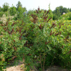 Аморфа кустарниковая (лат. Amorfa fruticosa), семена