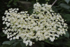 Бузина черная (лат. Sambucus nigra), семена