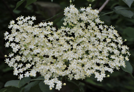 Бузина черная (лат. Sambucus nigra), семена